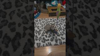 Takes A Few Tries But Magic