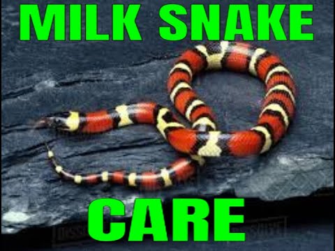How to care for a milk snake/king snake