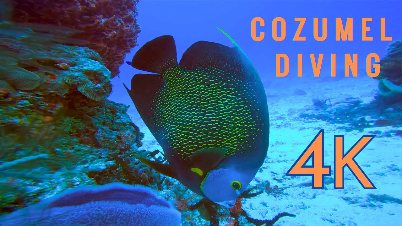 Cozumel Scuba Diving 4K - Mexico Travel 2023 - YouTube