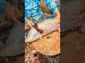 Admirable Indian Salmon Fish Cutting & Chopping Into Pieces By A Fish Cutting Maestro