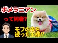 【ポメラニアン】見た目詐欺に注意!小型犬界のトラブルメーカー!?