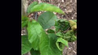 How to control aphids in fruit trees
