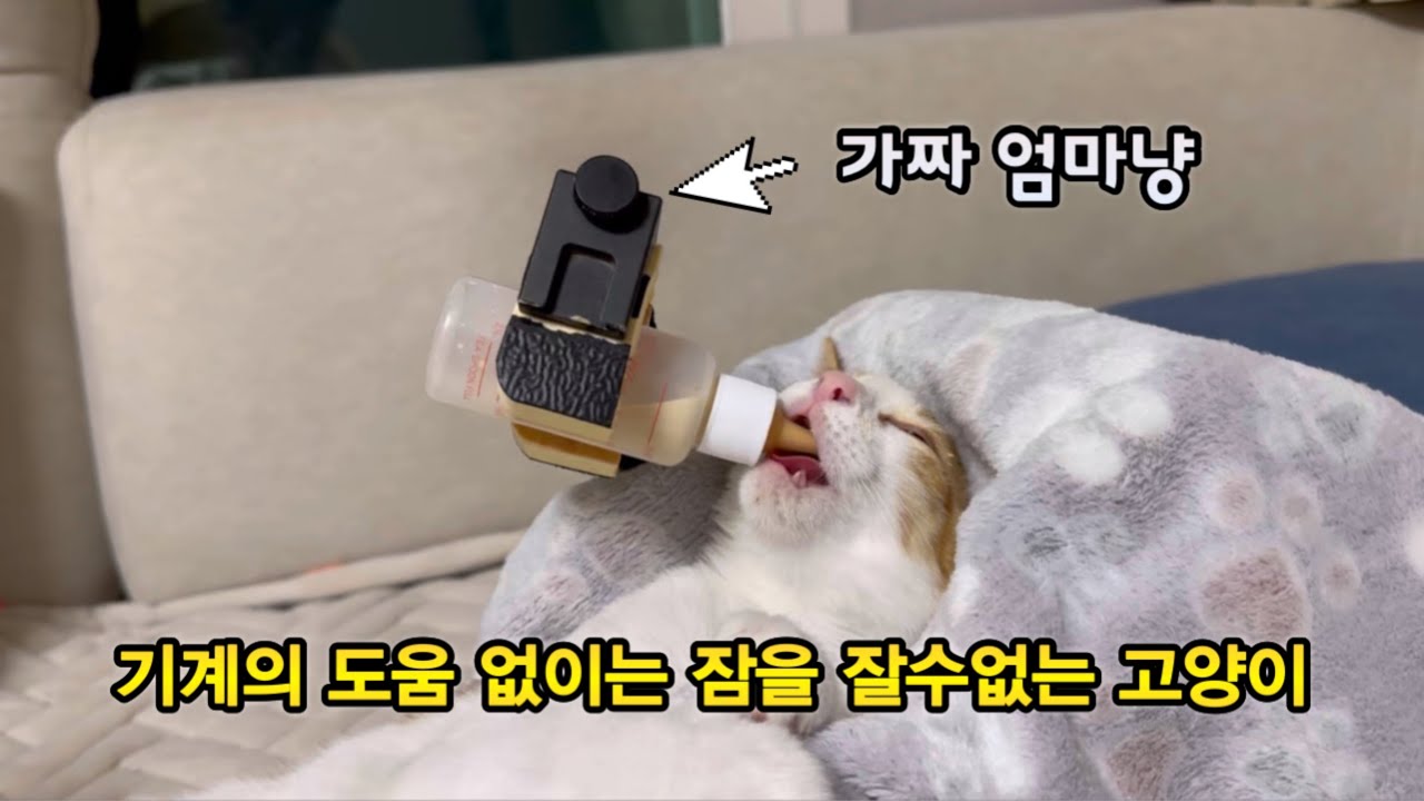 Было создано устройство для кошек, которые никогда не могли сосать молоко матери.