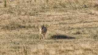 Shoot Them Before They Bite the Call - South Dakota Coyote Hunting