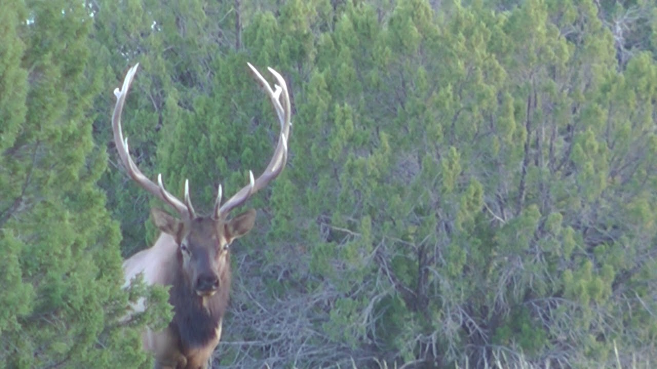 2017 Arizona Archery Elk Hunt YouTube