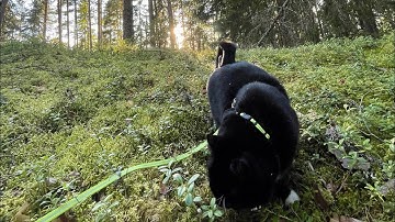 Forest Walk With Manu The Cat (Vertical Video) | Late Summer in Finland | Relaxing Nature ASMR 💚