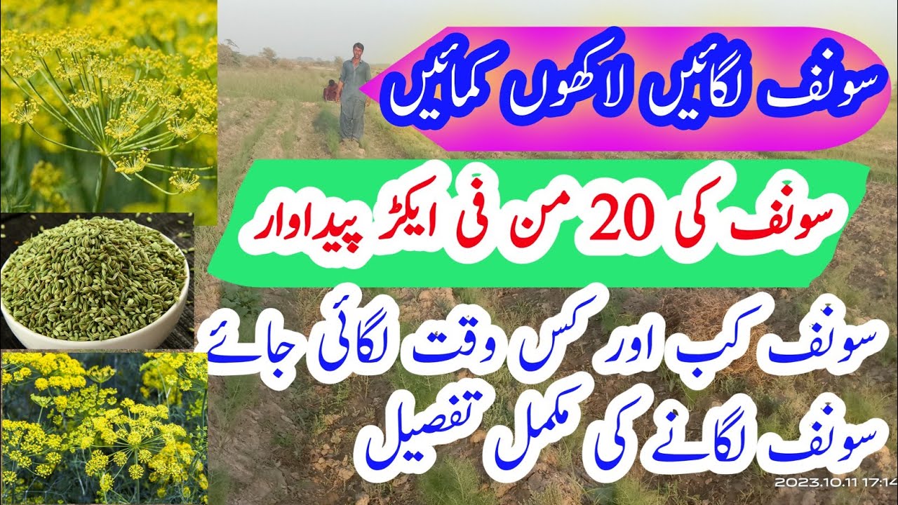 How To Grow Fennel Plants In Containers Fennel Farming sonf ki