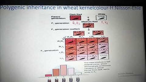 Polygenic inheritance  In wheat