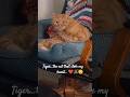 A #tabbycat that I #love #tiger would steal your #heart in a blink of 👁️ #friendly #gentle #shorts