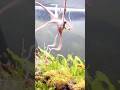 The Deadliest Octopus Attack Caught on Camera 😳🐙 #usa #us #shorts #nature