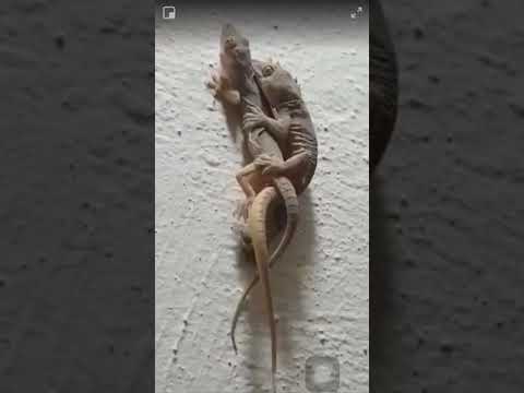 الجربوع الزاحف