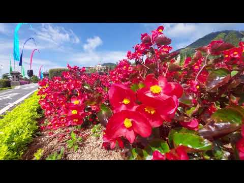 THE BLOOM GARDEN DANU BERATAN BEDUGUL BALI Part 3 