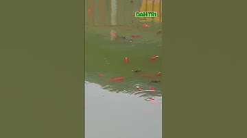 Hồ nước trong công viên "độc nhất Đông Nam Á" bốc mùi vì cá chết #Shorts