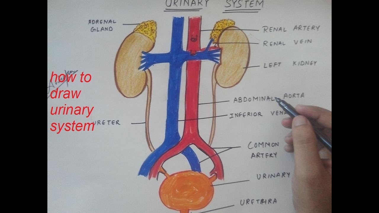 Organization of the human urinary system. Kidney anatomy. Urinary system  vector drawing.:: tasmeemME.com