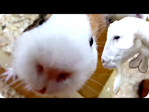 Зоопарк. Пушистики. Тактильный зоопарк. Часть 2.