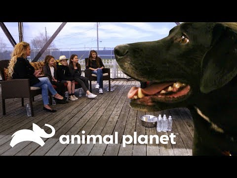 Video: Pitbulls como perros de familia