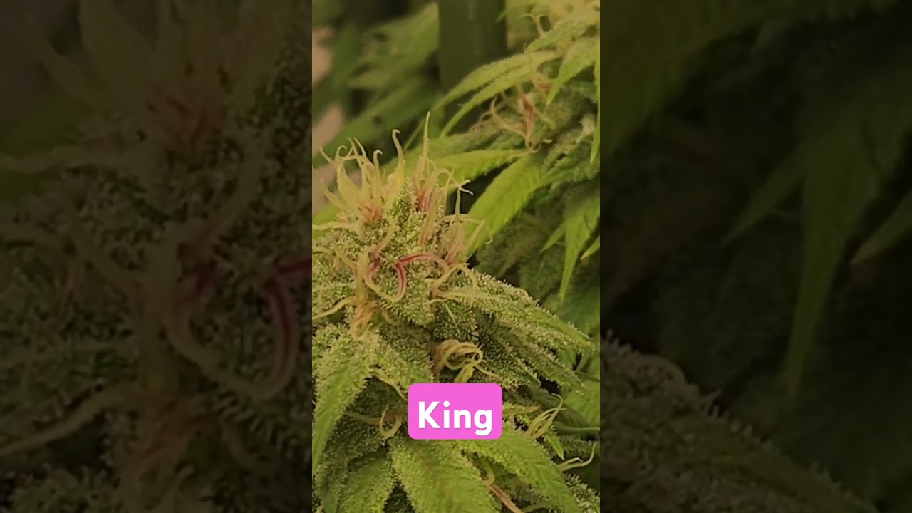 beautiful pink hairs on the King 