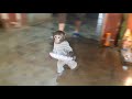 Baby Monkey Lu Helps Her Mom To Hold A Plate To Prepare To Eat Jackfruit