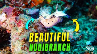 Beautiful Nudibranch Filmed Up-Close by a Diver
