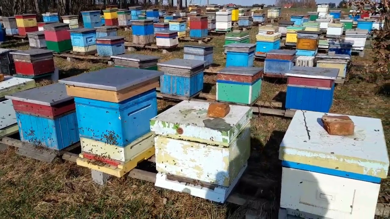 Oblot pszczół 16 luty 2024r.