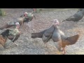 Turkey vs. Turkey Wild Turkey Fight to the death in backyard!