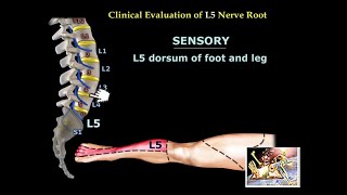 Neurological Evaluation Of The Lumbar Nerve Roots - Everything You Need To Know - Dr. Nabil Ebraheim