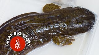 Why We're Hell-Bent on Saving These Giant Salamanders