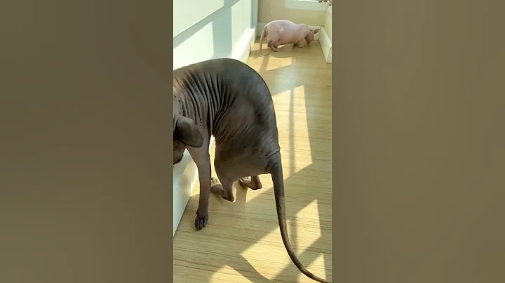 Watch the video about Keera. Sphynx Black Female.🥰🥰