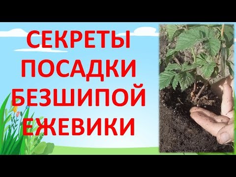 КАК ПОСАДИТЬ саженец ЕЖЕВИКИ ВЕСНОЙ В ГРУНТ. Как выращивать ежевику.