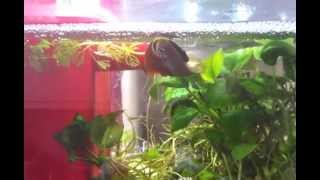 Mating dance of the Honey Gourami