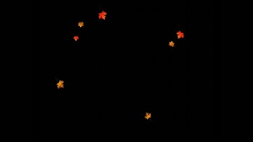 Hiệu ứng lá vàng bay - Video background effect, Animation video background | Tùng Web Dev