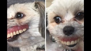 Я РЖАЛ ЦЕЛЫЙ ЧАС /СМЕШНЫЕ ЖИВОТНЫЕ/КОТЫ СОБАКИ И ДРУГИЕ/ТЕСТ НА ПСИХИКУ/ ПОПРОБУЙ НЕ ЗАСМЕЯТЬСЯ #74 Я РЖАЛ ЦЕЛЫЙ ЧАС /СМЕШНЫЕ ЖИВОТНЫЕ/КОТЫ СОБАКИ И ДРУГИЕ/ТЕСТ НА ПСИХИКУ/ ПОПРОБУЙ НЕ ЗАСМЕЯТЬСЯ #74