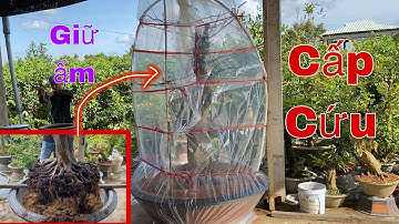 Cấp Cứu Cây Mai Vàng Bị Suy Yếu Do Thối Rể