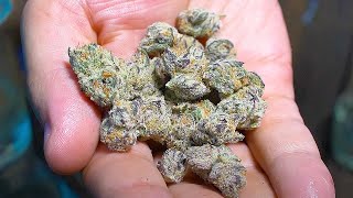 Is This the Frostiest Flower Ever?