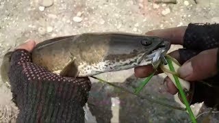 Casting Ikan Gabus Banjarmasin Kalsel spot Trantang Argo Metropolitan Kampung Inggris | MiSoL Angler screenshot 5