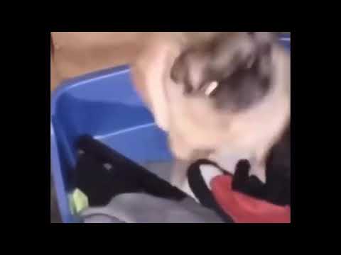 Vibing Pug Meme With Music Xp Youtube - lol pugs 2 roblox