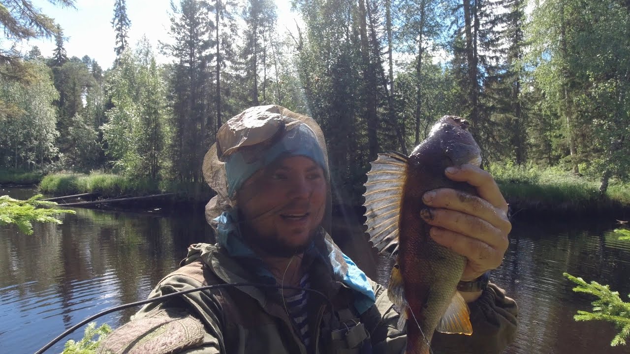 РЫБАЛКА НА ДИКОЙ ТАЁЖНОЙ РЕКЕ. ВОТ ЭТО ОКУНИ. В ЭТИХ МЕСТАХ ОБИТАЕТ ...