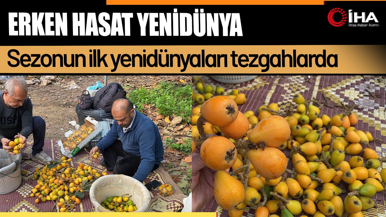 Sarı altın erken geldi: Yenidünya mart ayını beklemedi