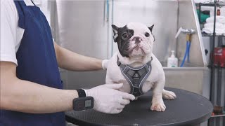 How does the French Bulldog bathe?