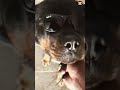 My dog