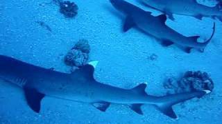 13 White Tips Molokini Shark Condos