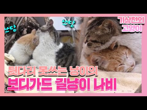 뒷다리 못쓰는 고양이 옆을 지켜주는 길냥이 ‘나비’의 감동적인 우정! I TV동물농장 (Animal Farm) | SBS Story