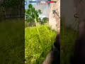 Battlefield 1 Multiplayer #bf1 #battlefield1 #battlefieldone #gameplay #bf1shorts #bf #battlefield