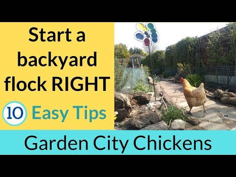 Video: Backyard Chickens: Starta en flock