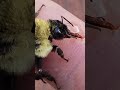 Bumble bee rescue