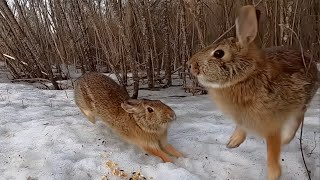 Cottontails scuffle again over late winter food