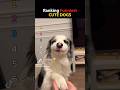 Cutest Dogs Ranked! 🐶 #funny #dog