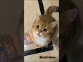 Funny cats 😻😘❤️😻#cat #short #trending