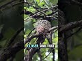 How to spot a hummingbird nest #fyp #foryou #foryoupage #ohheythere #hummingbird