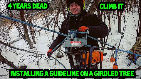 Climbing a dead girdled tree